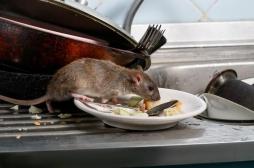 Un premier cas humain détecté à Hong Kong : qu'est-ce que l'hépatite E du rat ?