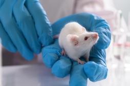 Des souris paralysées remarchent en 4 semaines grâce à ce médicament