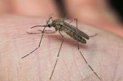 Le virus du West Nile est de retour en France : comment reconnaître le moustique Culex et s'en protéger ?