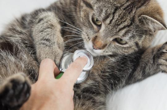 Grippe aviaire : une première transmission du chat à l’homme