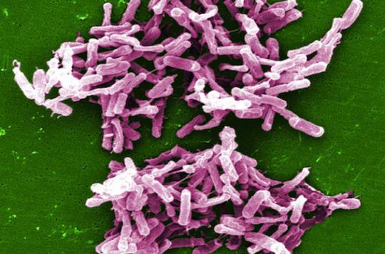 Infection à Clostridium difficile : un traitement pour éviter la récidive