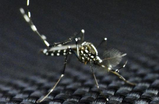 Zika : le moustique tigre menace la métropole 