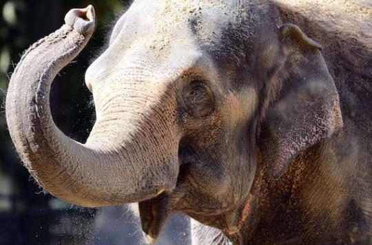 Cancer : pourquoi les éléphants résistent aux tumeurs