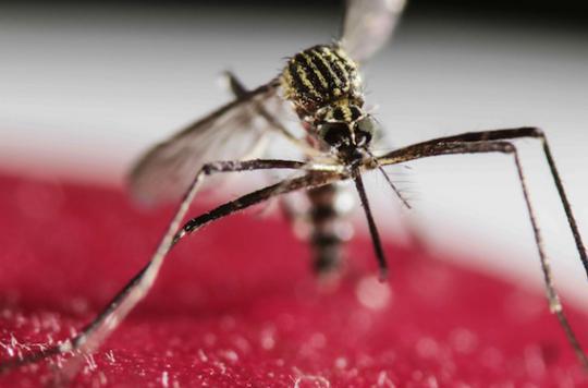 Zika : les leçons de l'épidémie de 2013 en Polynésie 