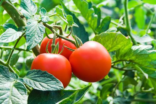 Les tomates martiennes ne sont pas toxiques pour l'homme !