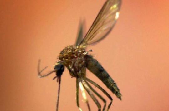 Paludisme : le développement du parasite mieux compris