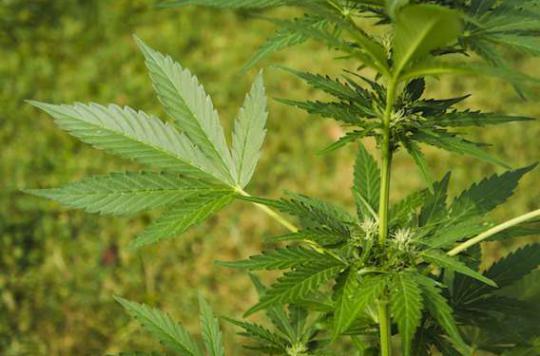 Des suppositoires vaginaux au cannabis pour les règles douloureuses