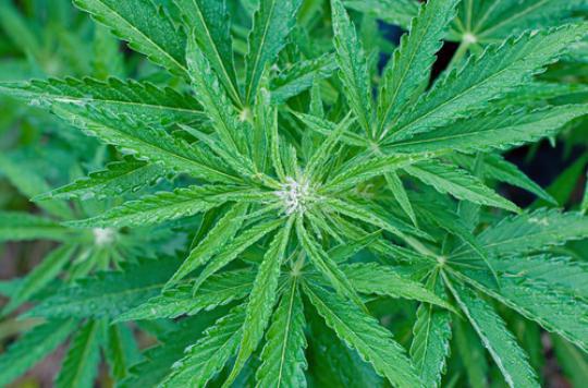 Légalisation du cannabis : une \