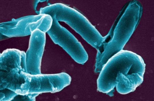 Tuberculose : une souche ultrarésistante transmise d'homme à homme 