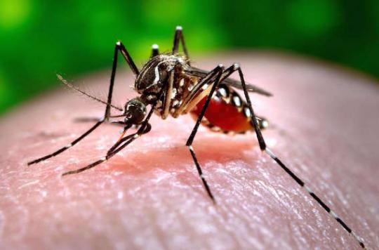 Zika : un moustique OGM bientôt relâché en Floride