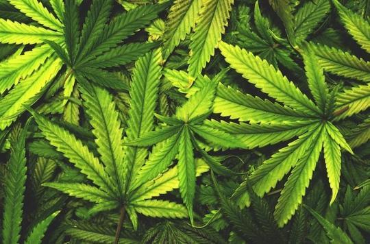  Cannabis : le Canada s'apprête à légaliser l’usage récréatif, pendant que ses médecins dénoncent les inconvénients du cannabis médical  