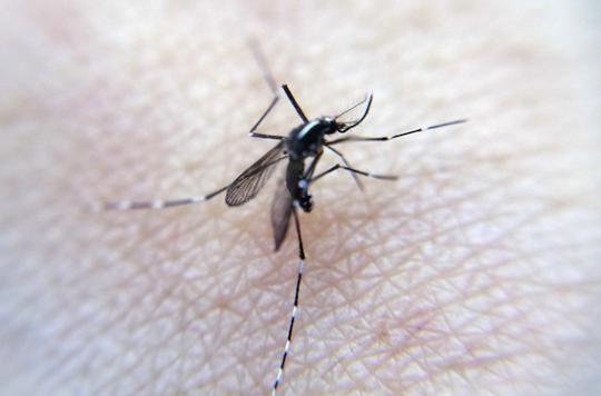 Zika : un premier cas identifié au Danemark 