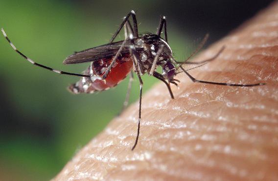 Zika : l'épidémie progresse aux Antilles et en Guyane