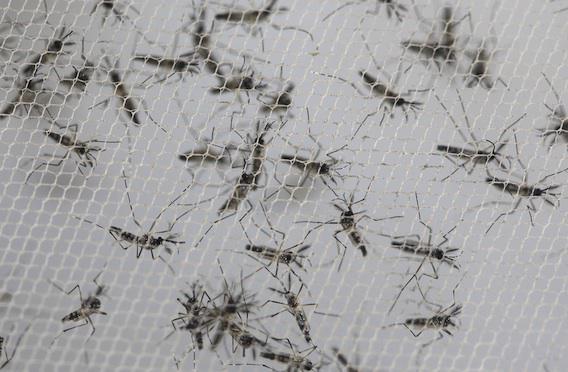 Zika : 5 femmes enceintes infectées de retour en métropole