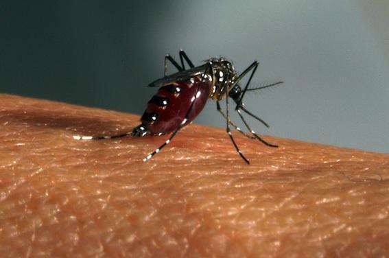 Zika : l'épidémie est déclarée en Guadeloupe 