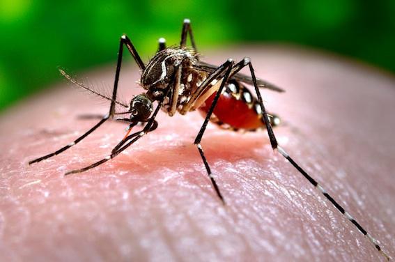 Zika : Fin de l'épidémie en Martinique 