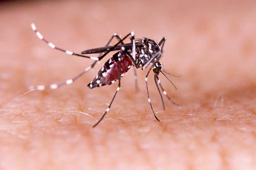 Zika : le nombre de cas augmente en Métropole