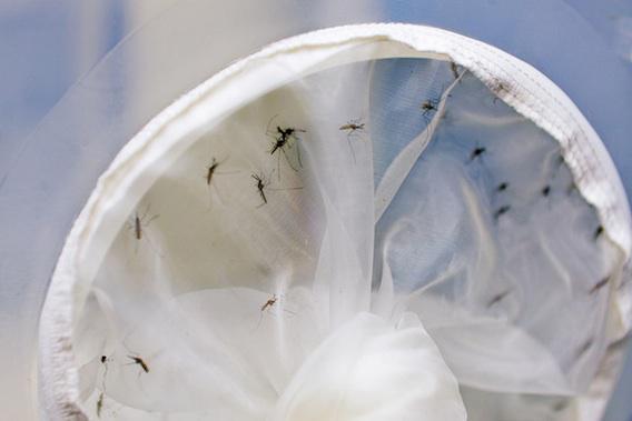 Zika : des chercheurs brésiliens trouvent un nouveau moustique vecteur