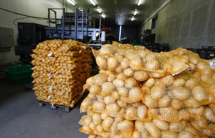Clarebout Potatoes : l'infection mystérieuse touche 70 salariés 