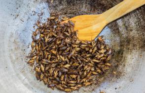 Alimentation : quand les insectes garniront nos assiettes