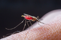 Paludisme : 1ère cause de fièvre à évoquer au retour d'un pays tropical