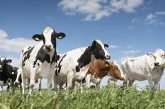 Allergie aux protéines du lait de vache : une allergie alimentaire du nourrisson