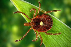 Maladie de Lyme : une infection bactérienne difficile à diagnostiquer
