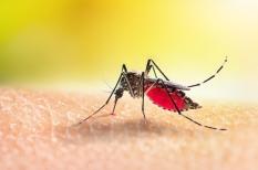Paludisme : 1ère cause de fièvre à évoquer au retour d'un pays tropical