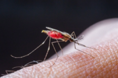 Paludisme : 1ère cause de fièvre à évoquer au retour d'un pays tropical