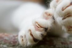Maladie des griffes du chat : une bartonellose que l'on peut retrouver dans le 